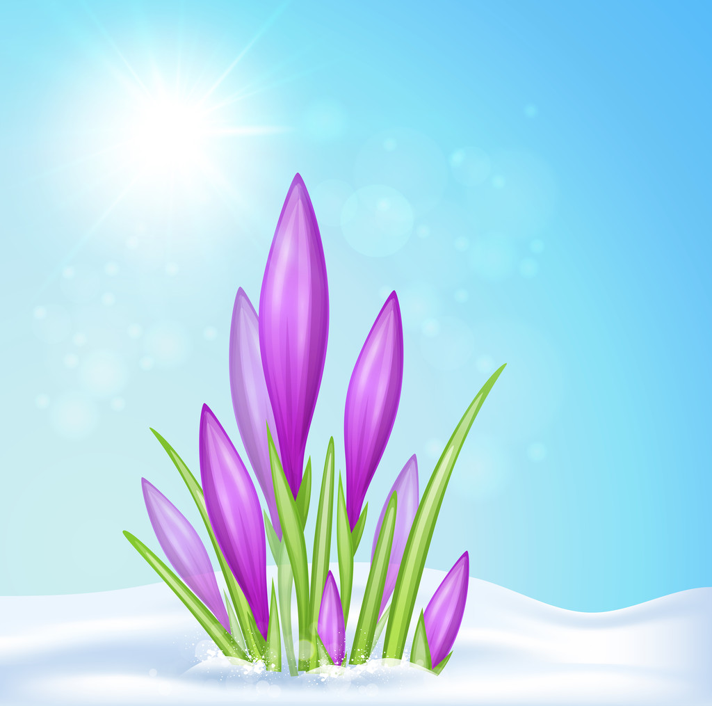 Violet crocus in sneeuw - Vector, afbeelding