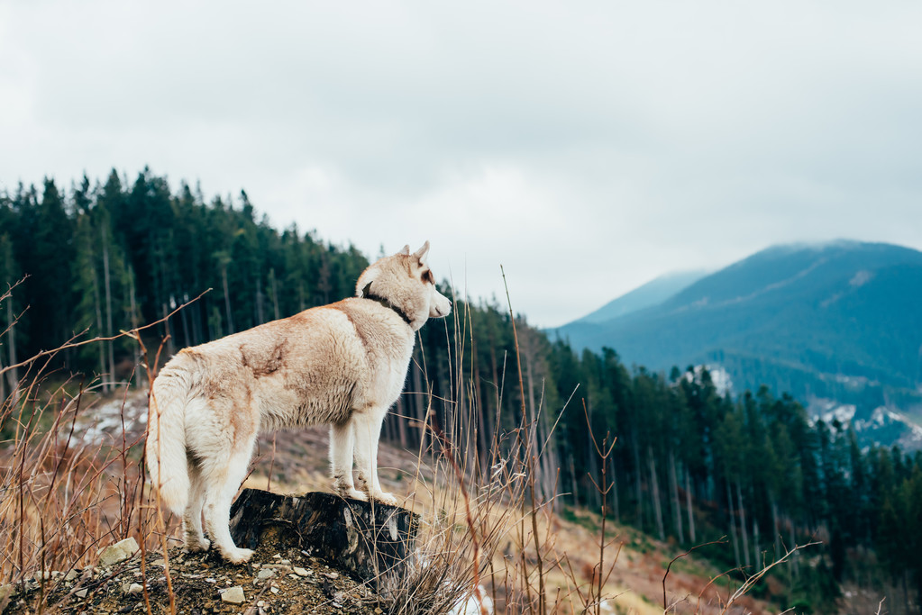sibiřský husky psa v horách - Fotografie, Obrázek