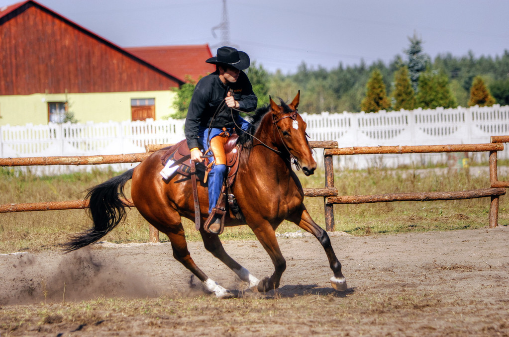Horse racer - Photo, Image