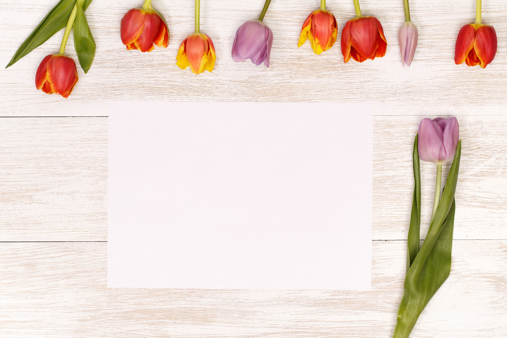 tulipas festivas para cartão de saudação
 - Foto, Imagem