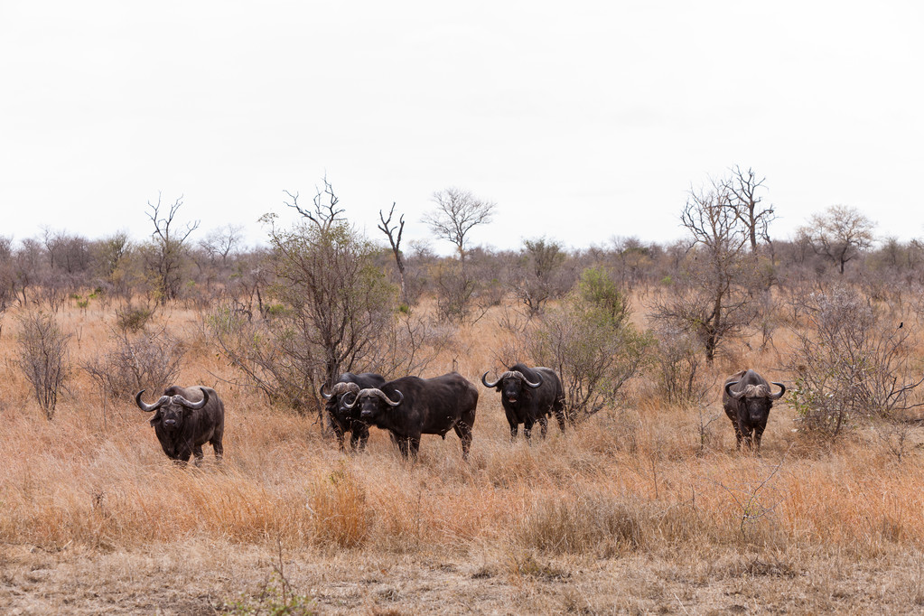 Çalılıkların arasında otlatma buffalo - Fotoğraf, Görsel