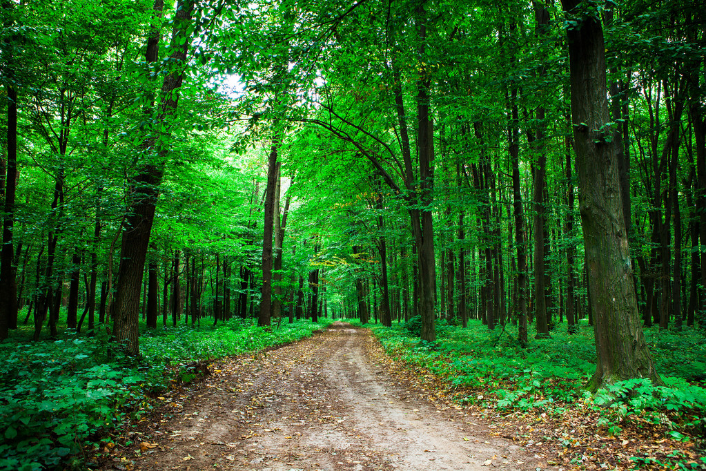 gyönyörű zöld erdő - Fotó, kép