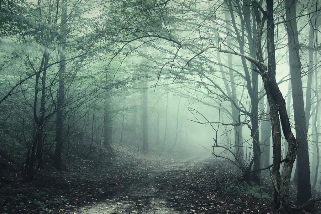 grüner Nebel in einem geheimnisvollen Wald - Foto, Bild