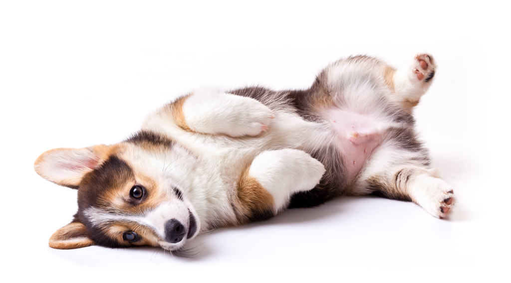 hondenras welsh corgi, pembroke - Foto, afbeelding