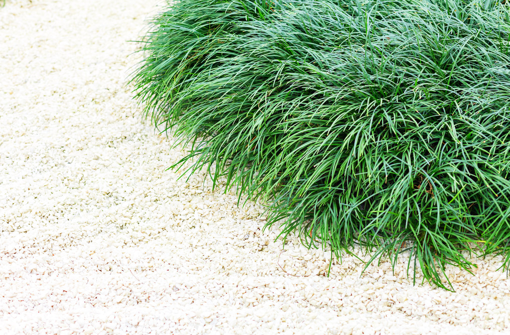 Jugosa hierba verde en las protuberancias
 - Foto, Imagen
