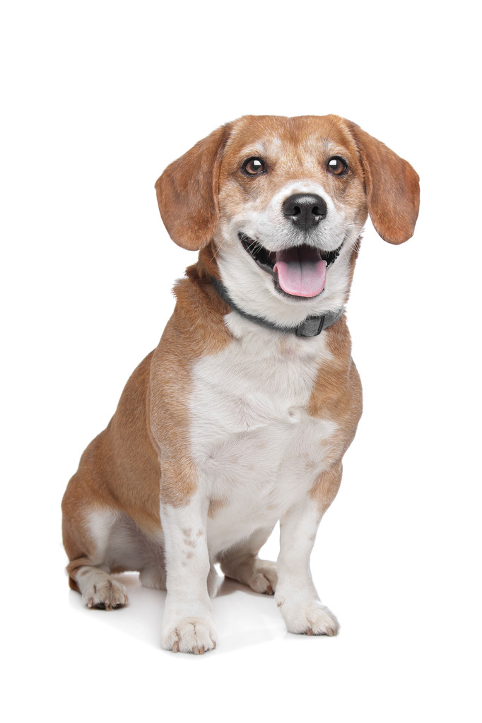 Beagle - Foto, Bild