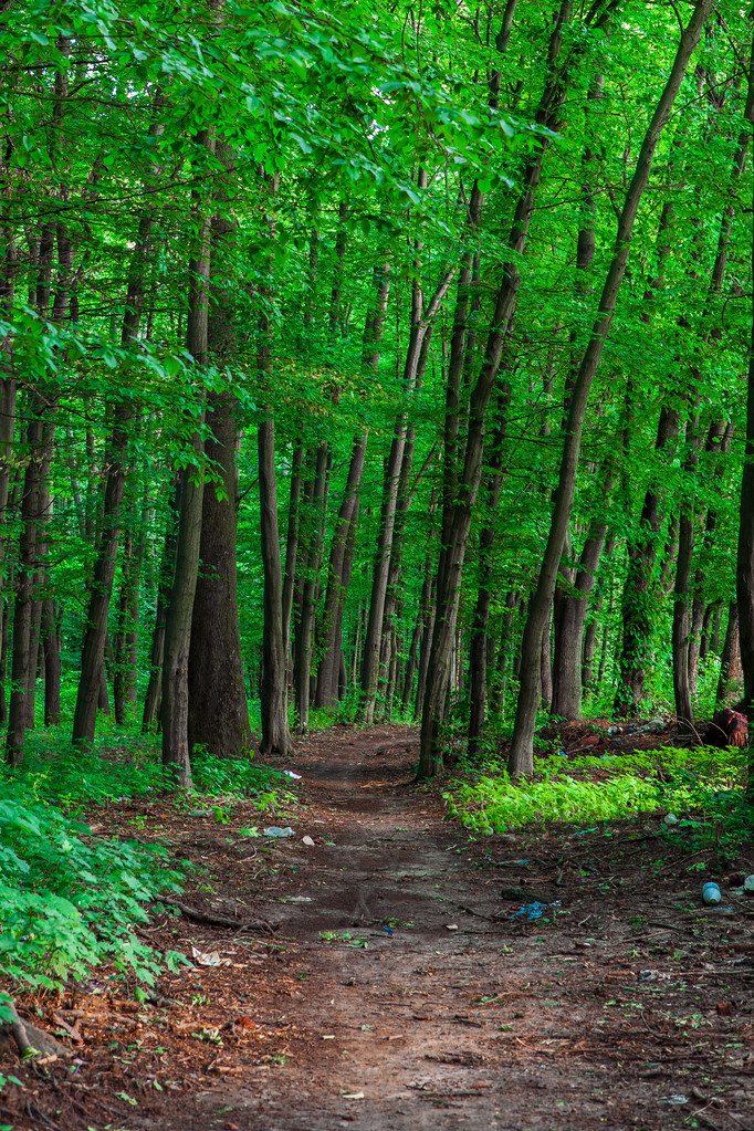 καταπράσινο δάσος - Φωτογραφία, εικόνα