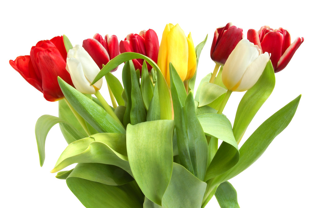 farbige Tulpen - Foto, Bild