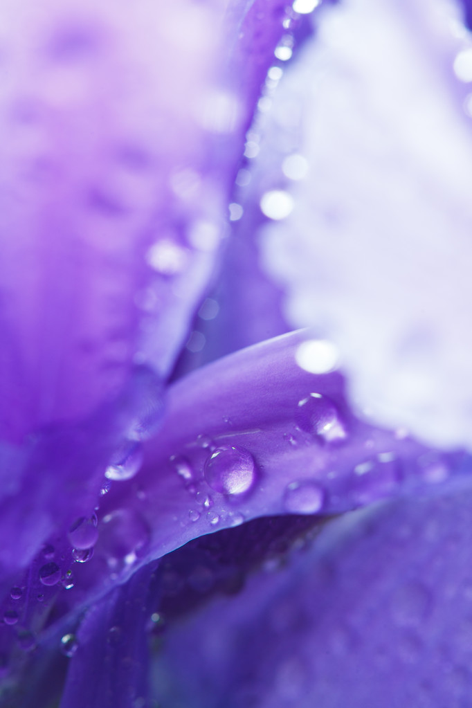 水滴を紫色のアイリスの花びら - 写真・画像