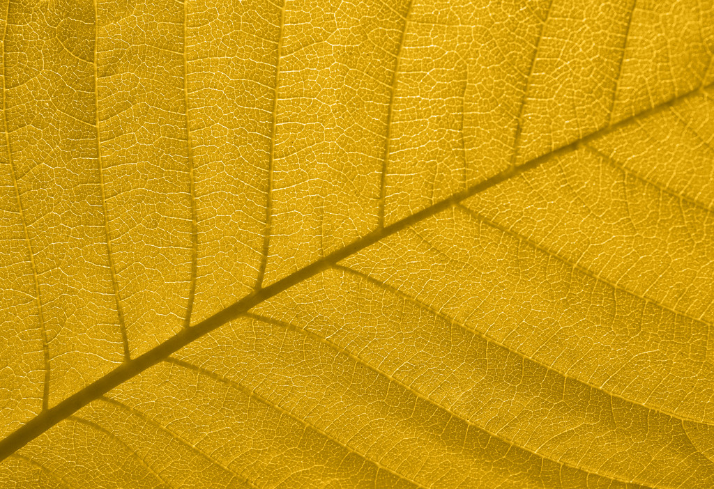 Textura de hoja de otoño
 - Foto, Imagen