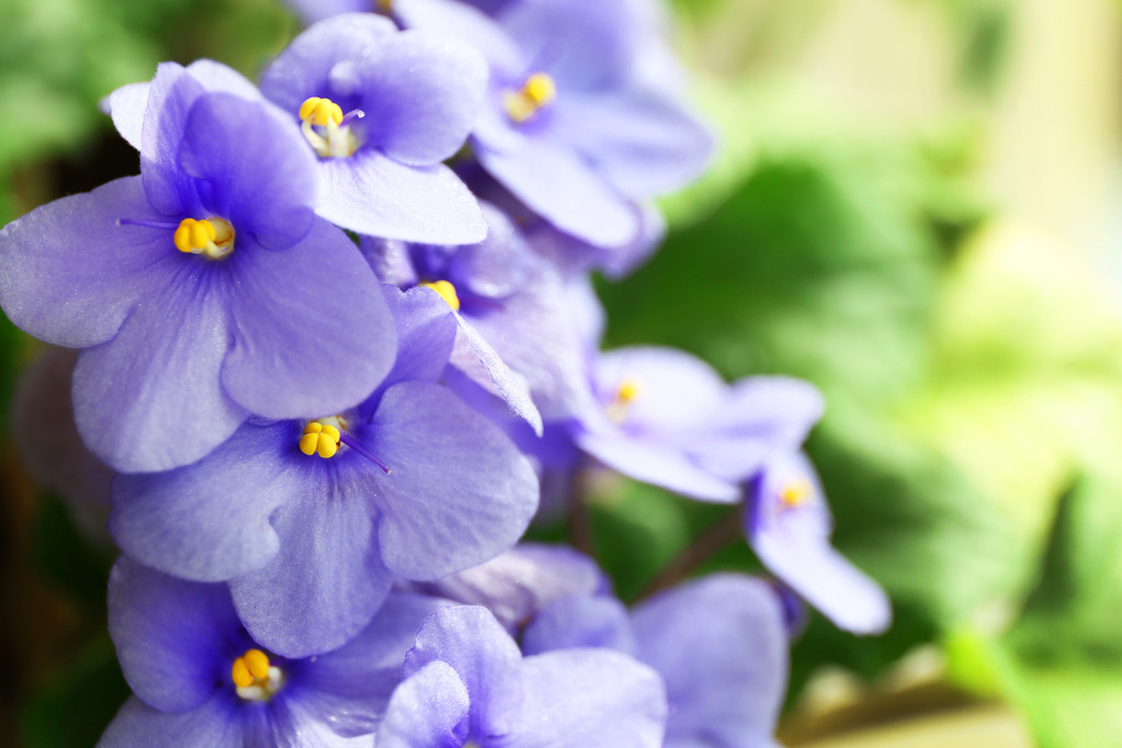 prachtige Violette plant - Foto, afbeelding