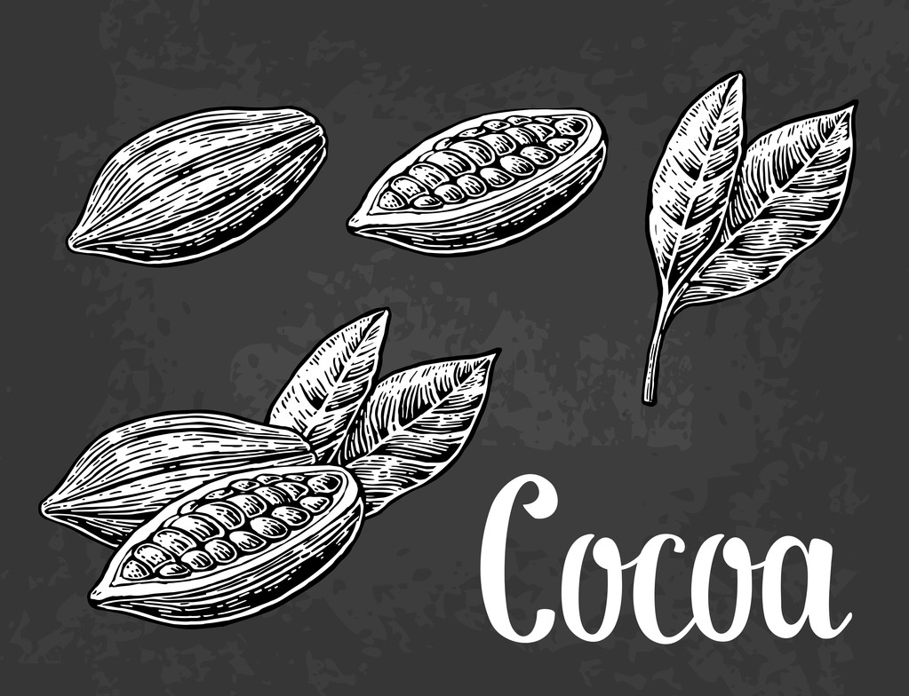 Foglie e frutti di fave di cacao. Illustrazione incisa vintage vettoriale
.  - Vettoriali, immagini