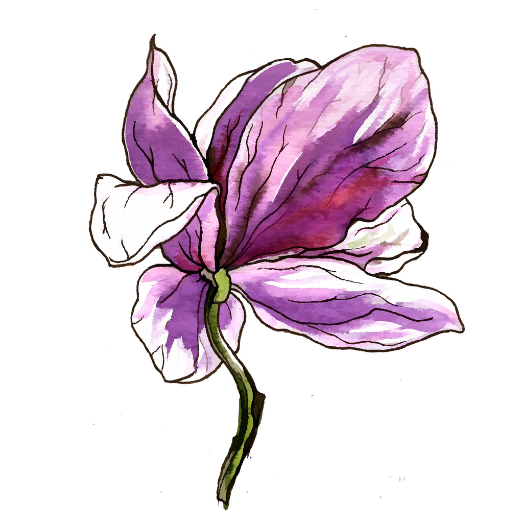 Flor de flor de magnólia roxa
 - Foto, Imagem