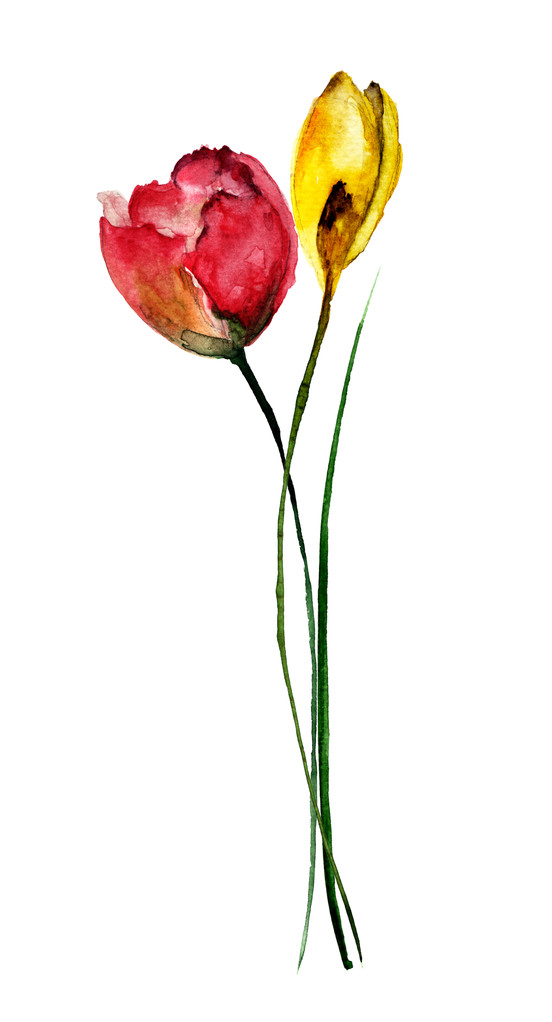 mooie bloemen, aquarel illustratie - Foto, afbeelding