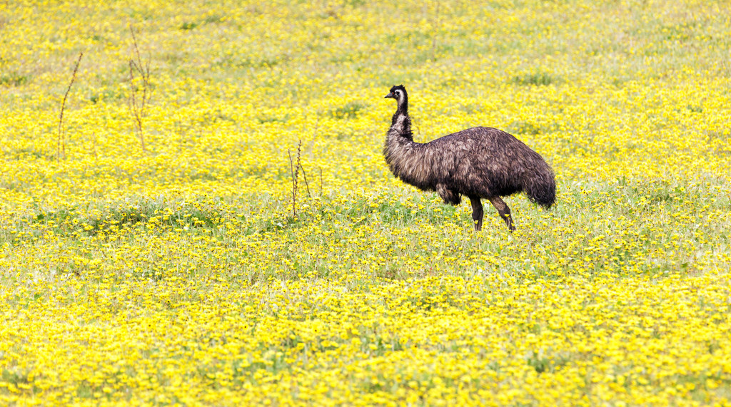 emu en el prado
  - Foto, imagen