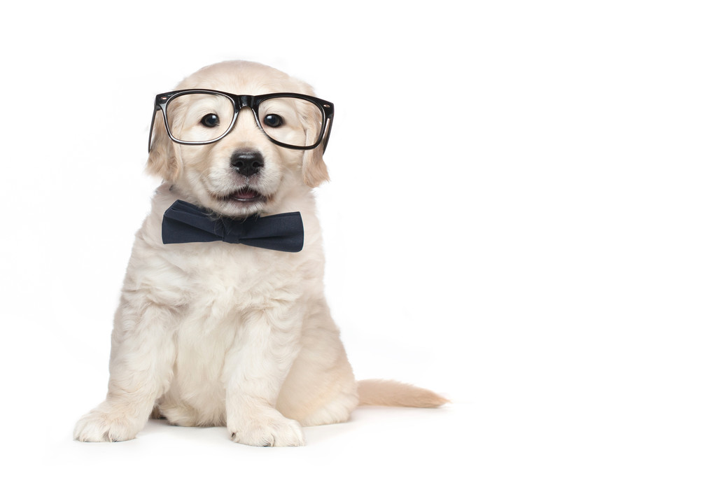 Elegantes cachorros Golden Retriever inteligentes
 - Foto, imagen