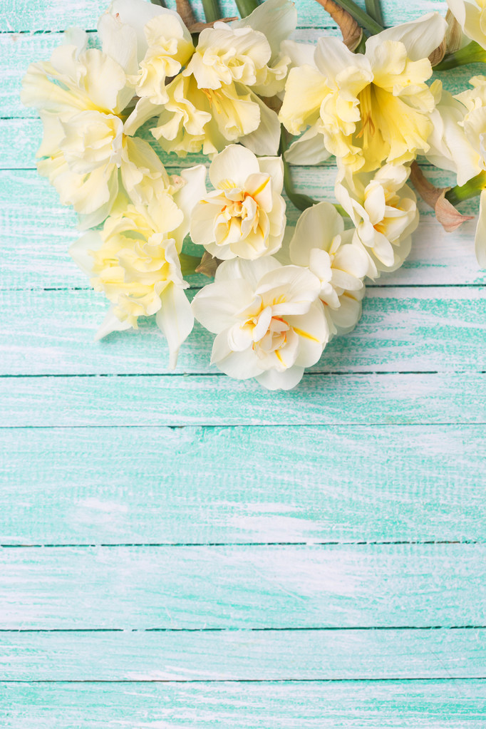 Narciso amarelo pálido em tábuas de madeira
  - Foto, Imagem