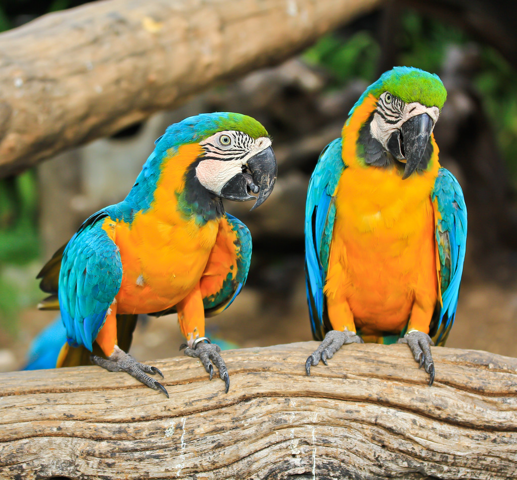 Papagaios de arara coloridos
 - Foto, Imagem