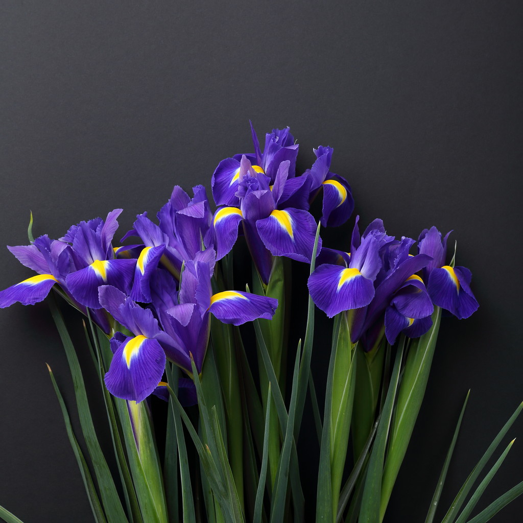 friss virág Polárszűrő - Fotó, kép