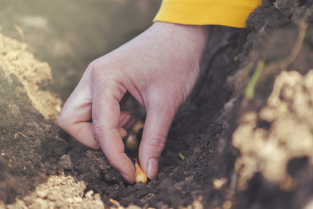 Mulher que semeia cebolas em horta orgânica
 - Foto, Imagem