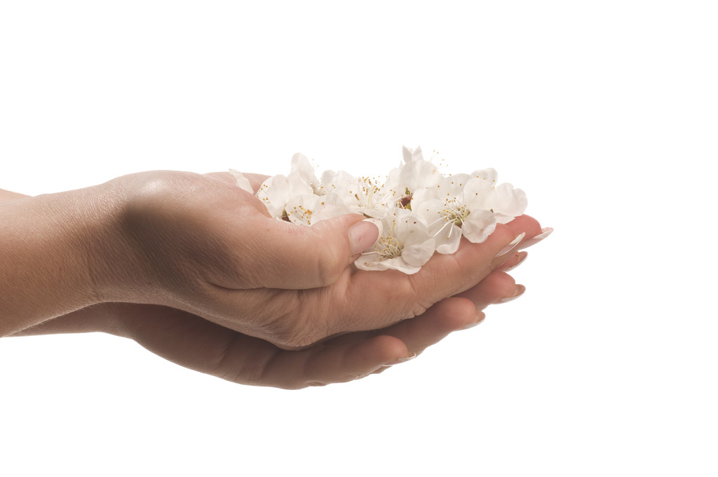flor de albaricoque en la mano
 - Foto, Imagen