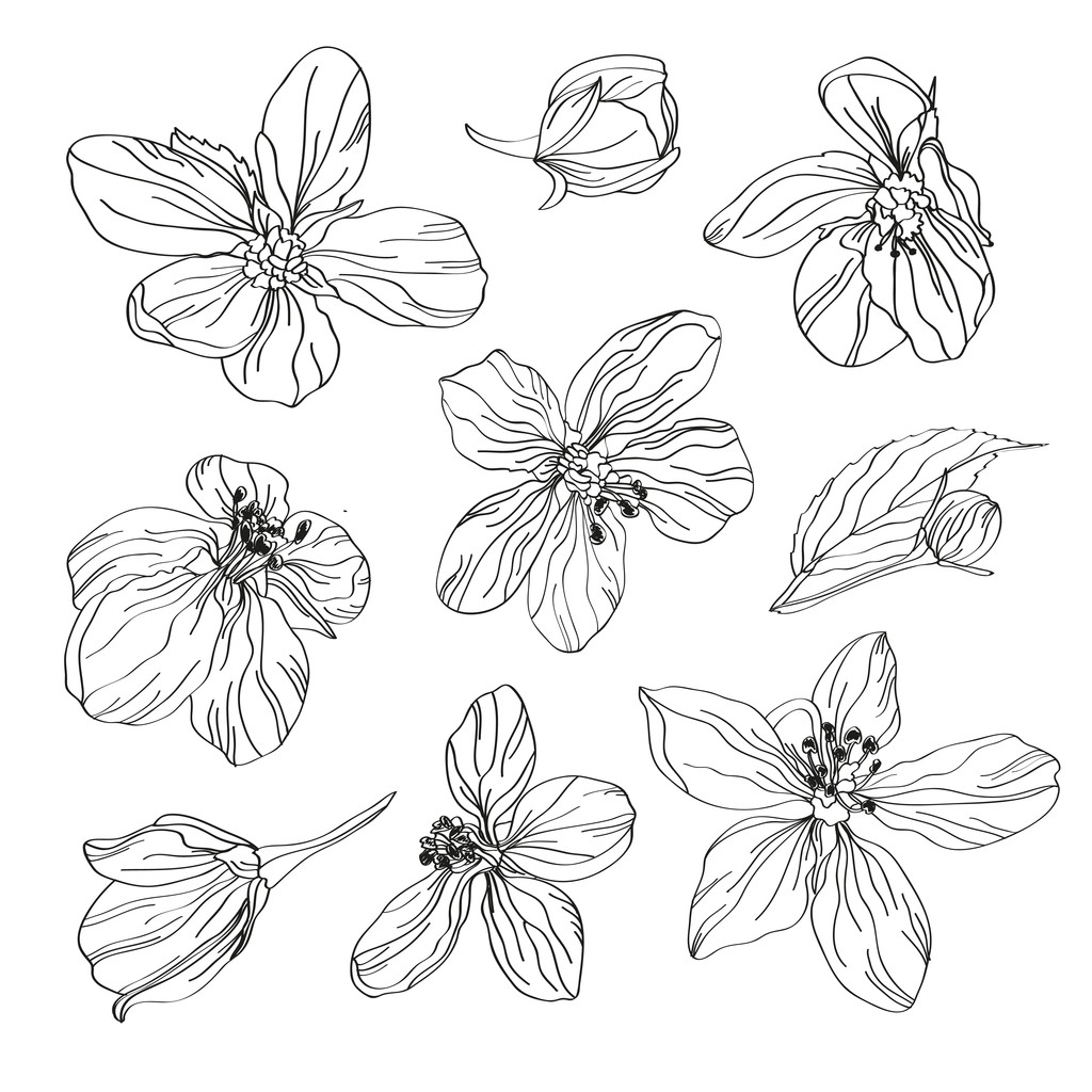 ręcznie rysowane zestaw kwiaty wiśni - Wektor, obraz