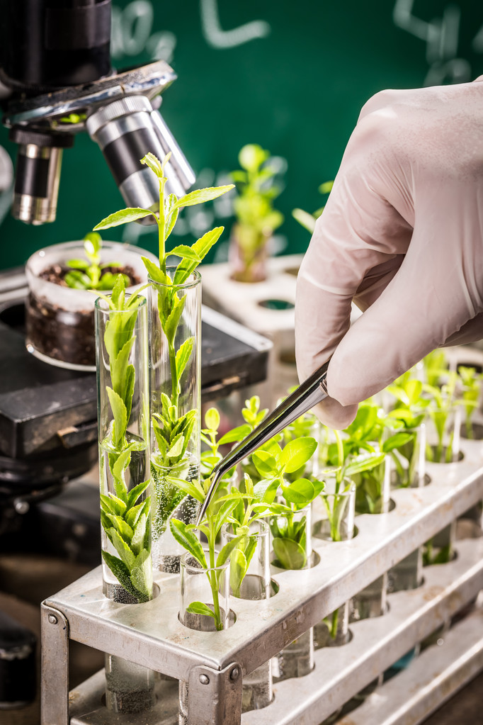 Laboratorio universitario di analisi dei pesticidi sulle piante
 - Foto, immagini