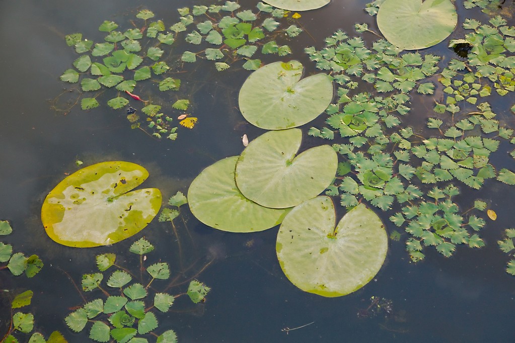 Водна поверхня з рослинами
 - Фото, зображення