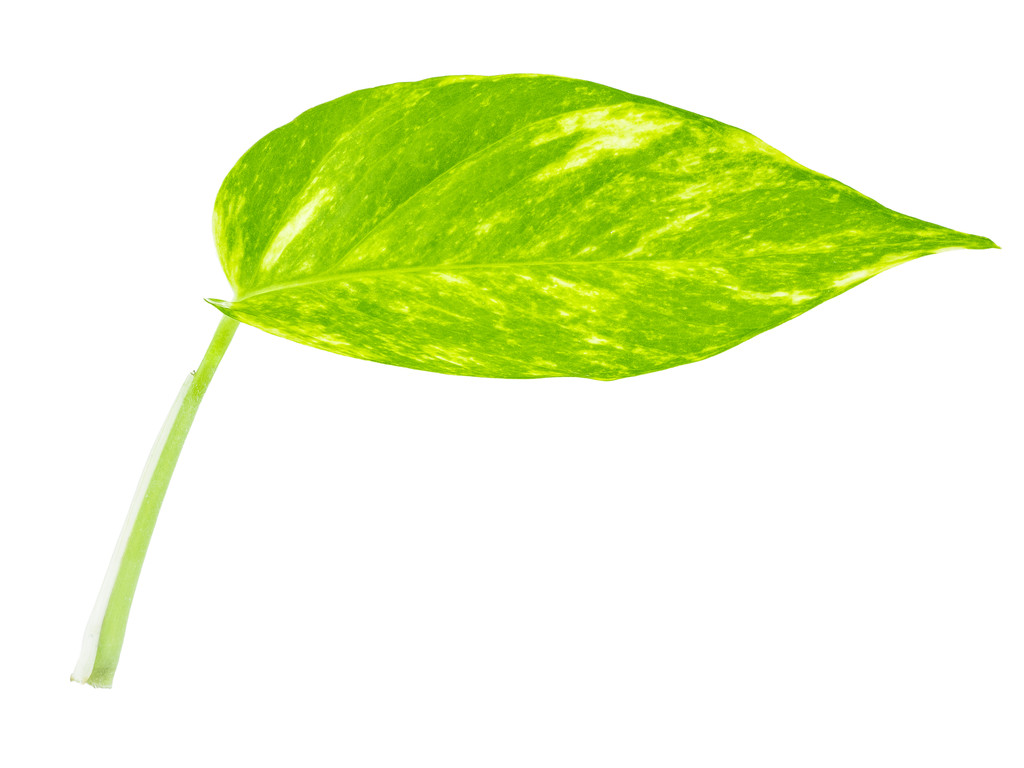  зеленый лист в саду украшения
 - Фото, изображение