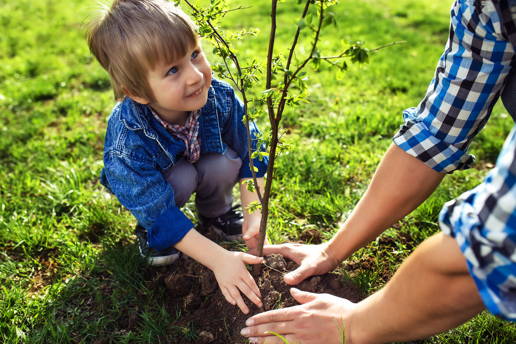 niño ayudando a su padre a plantar el árbol
 - Foto, imagen