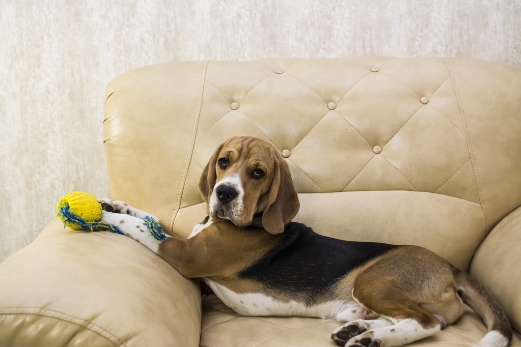 Beagle liegt mit Spielzeug auf einem Stuhl - Foto, Bild