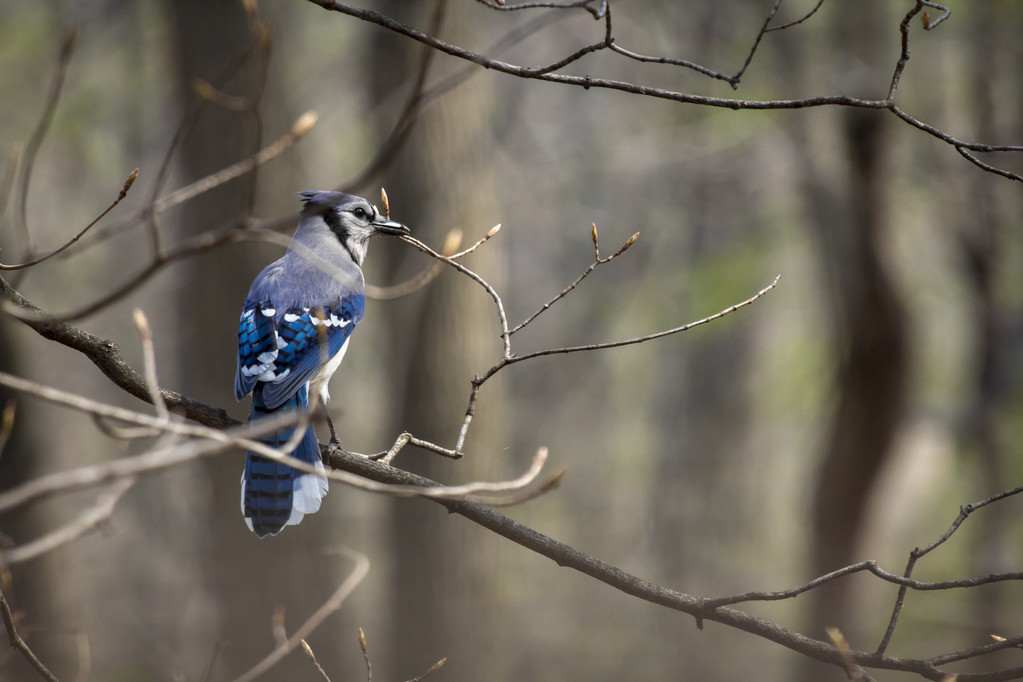 Sininen Jay aikaisin keväällä
 - Valokuva, kuva