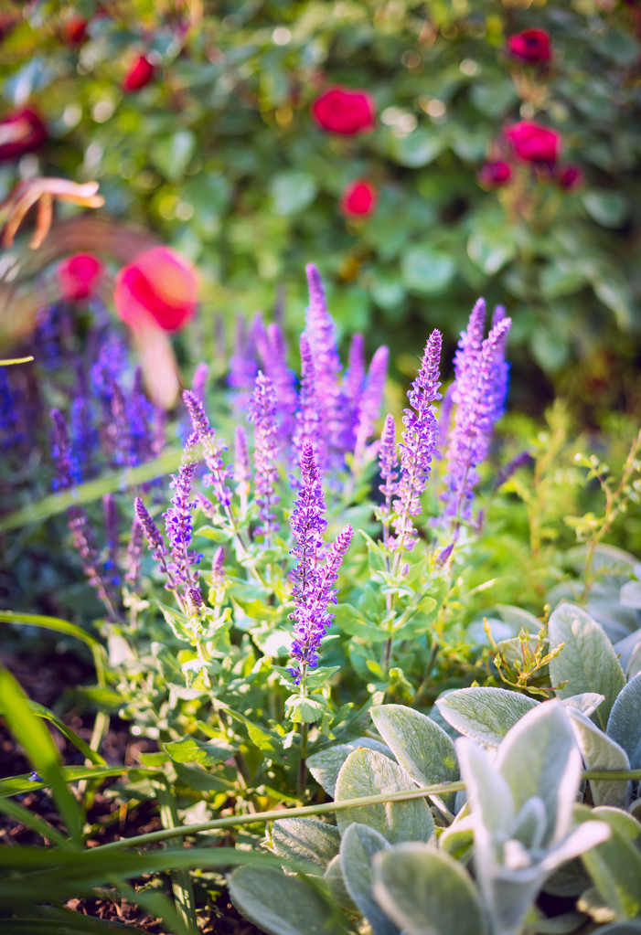 Квіти шавлії на сонячному саду
 - Фото, зображення