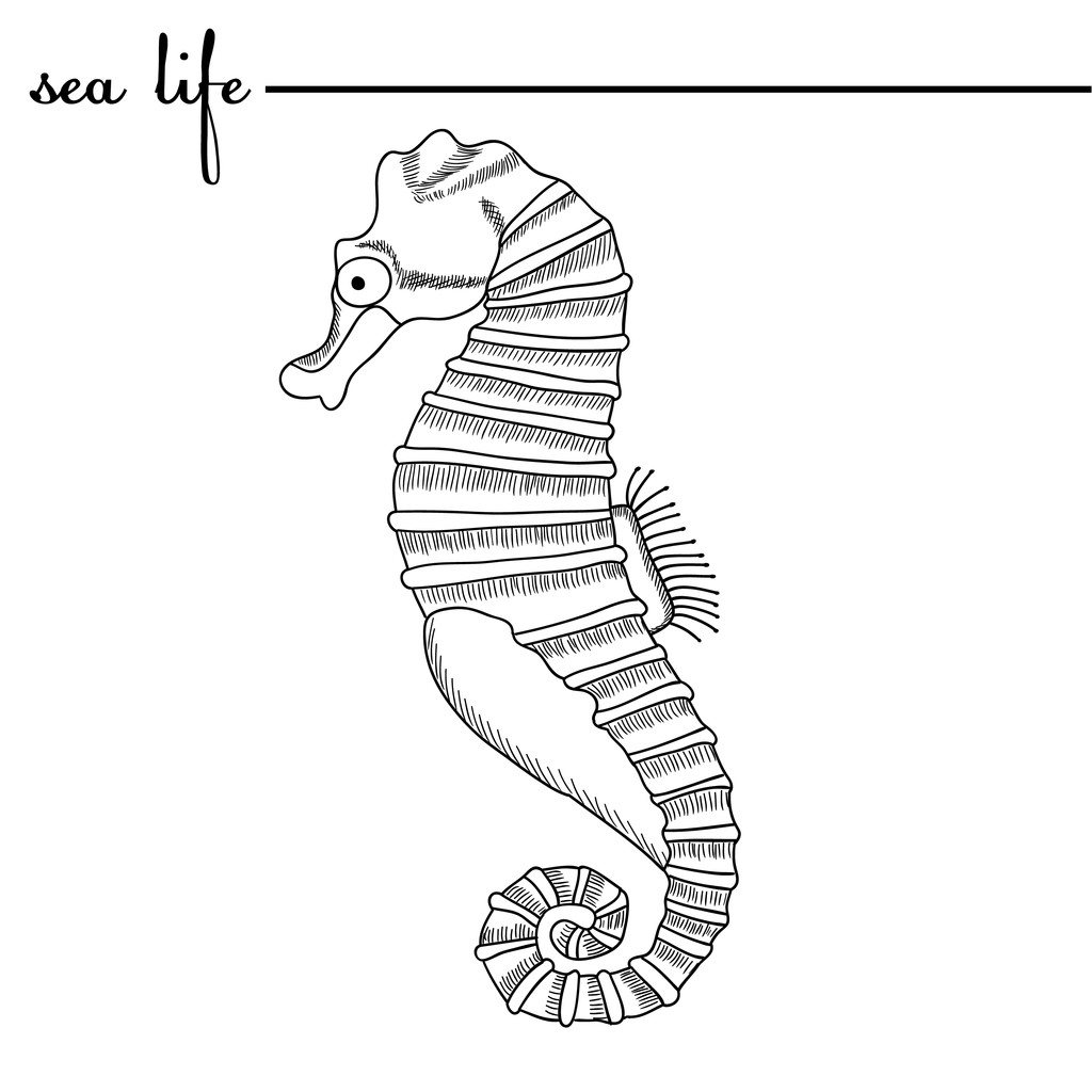 Ζωής στη θάλασσα. Ο Ιππόκαμπος, μαύρο και άσπρο σχέδιο. Πρωτότυπη εικονογράφηση χέρι που doodle. Περιγράμματα, διάνυσμα - Διάνυσμα, εικόνα
