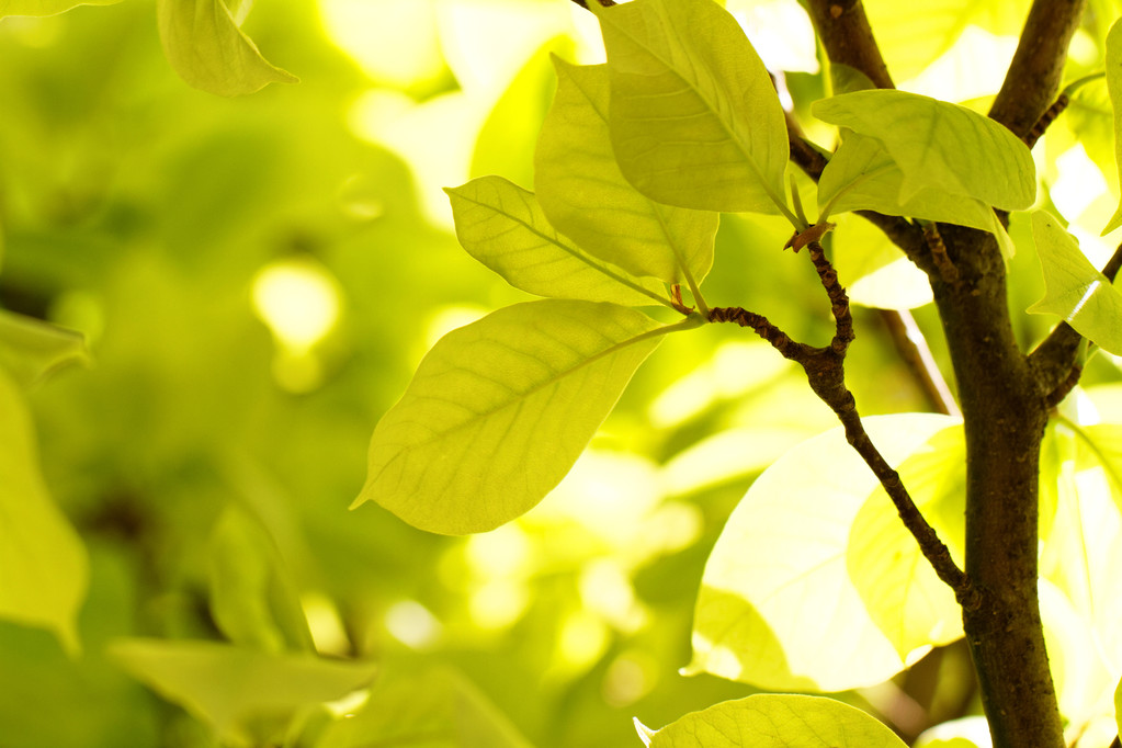 Foto delle foglie verdi in estate
 - Foto, immagini