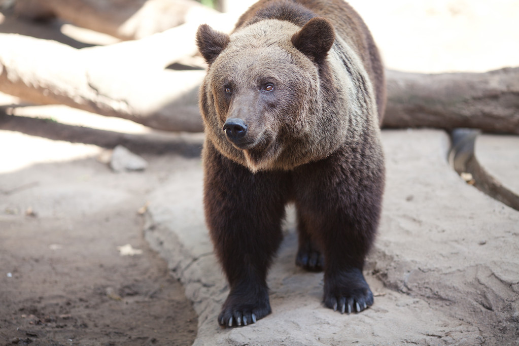 medvěd hnědý v otevřené kleci v zoo - Fotografie, Obrázek