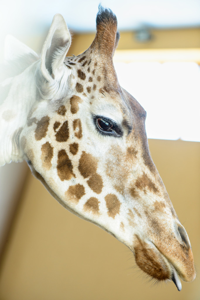 Giraffa africana animale esotico
 - Foto, immagini