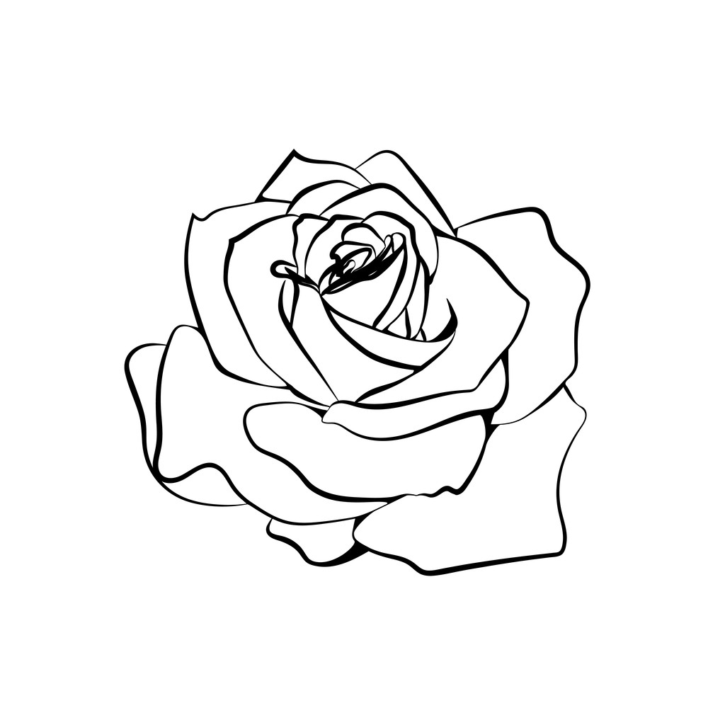 Эскиз розы на белом фоне
 - Вектор,изображение