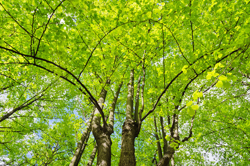 Linden δέντρα - Φωτογραφία, εικόνα