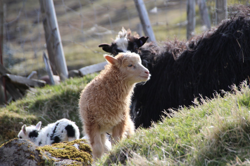 Moutons dans les îles Féroé
  - Photo, image