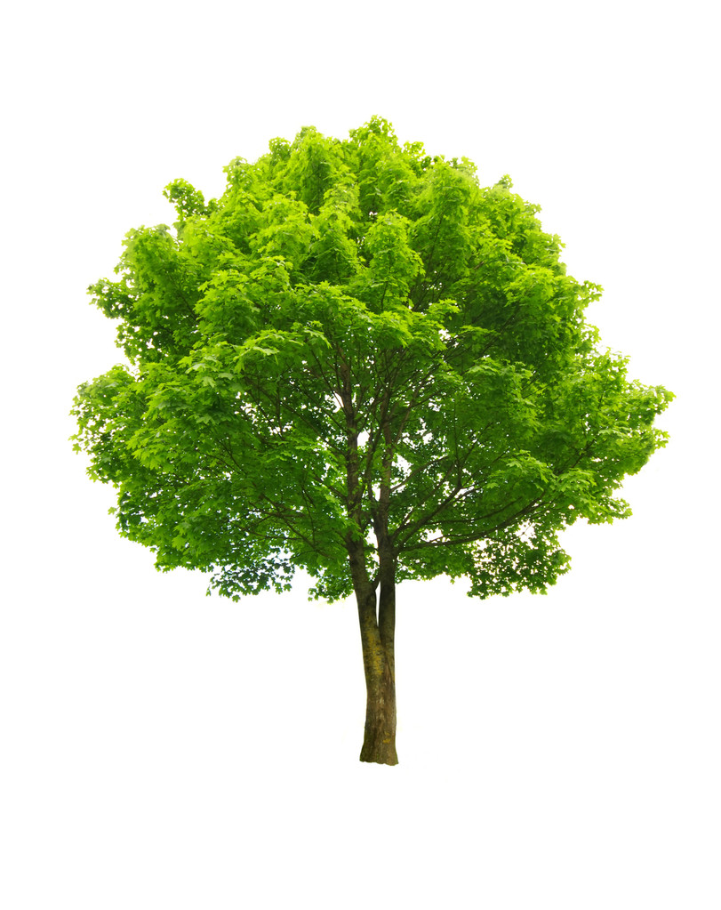 Zelený strom - Fotografie, Obrázek