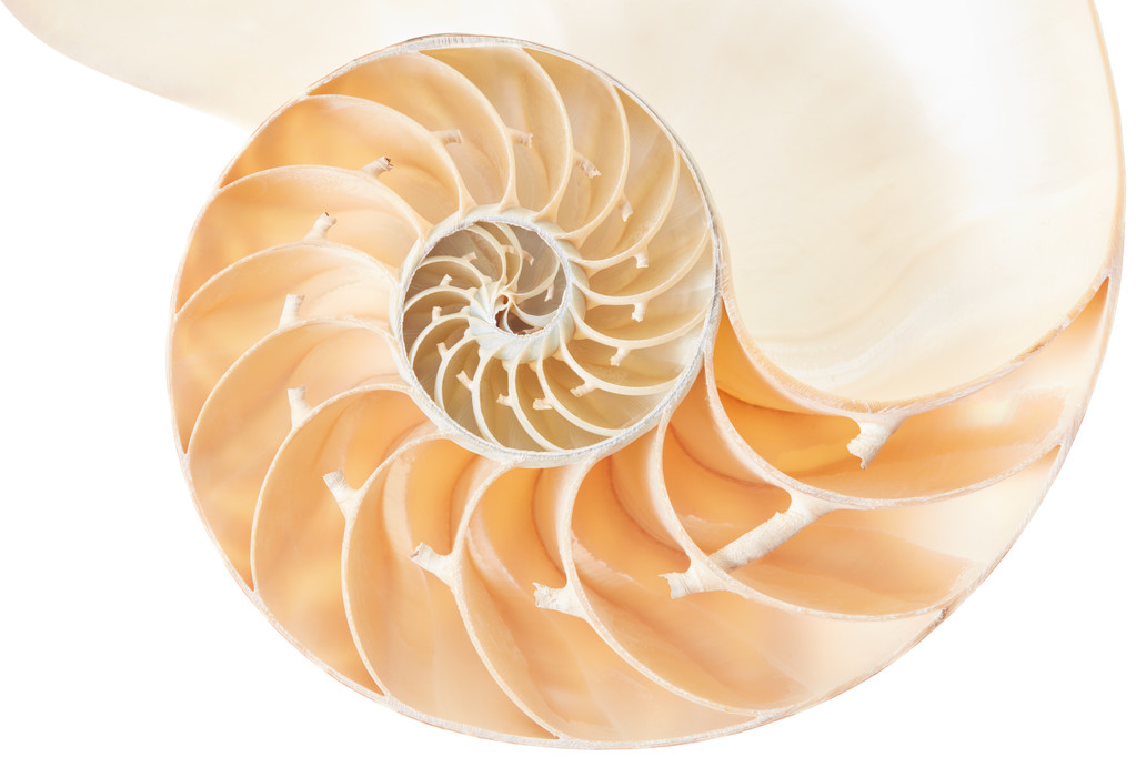 Nautilus sekcji shell, doskonały wzór Fibonacciego na białym tle - Zdjęcie, obraz