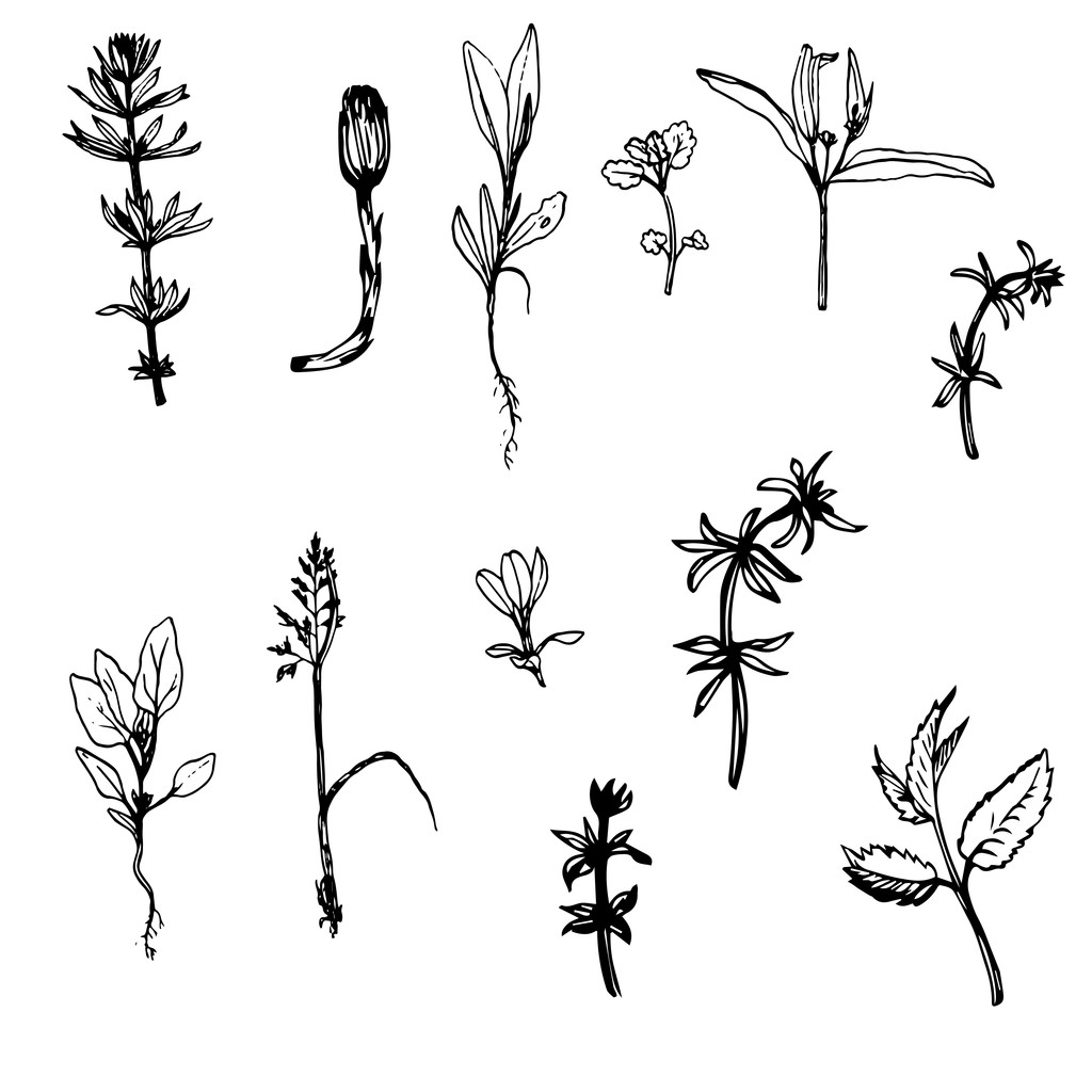 Набір чорнила, що малює трави та листя
 - Вектор, зображення