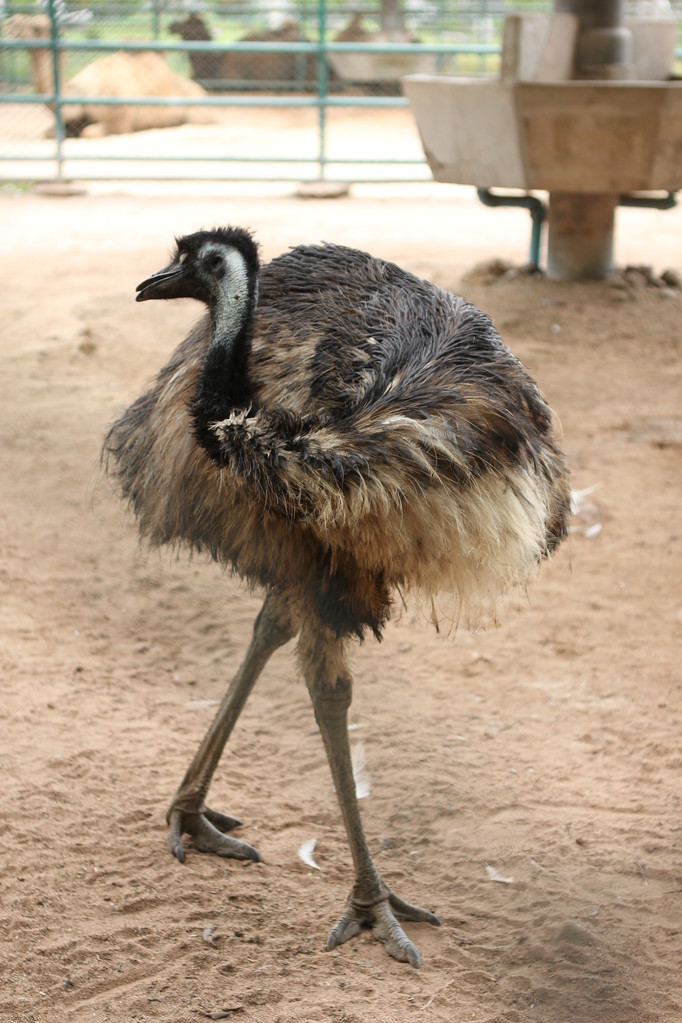 kleine struisvogel - Foto, afbeelding