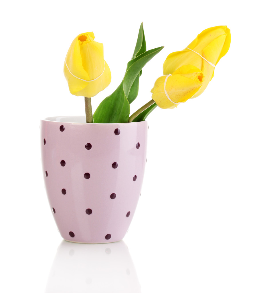 Beautiful tulips in pot isolated on white - Photo, Image