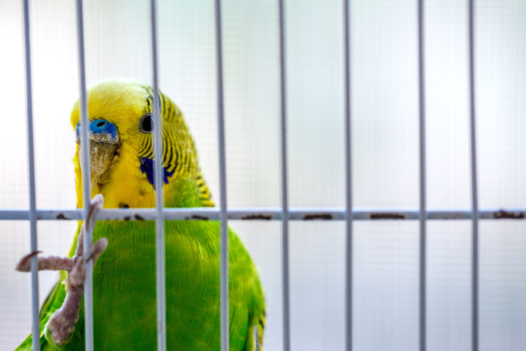parrot bird cage - Photo, Image