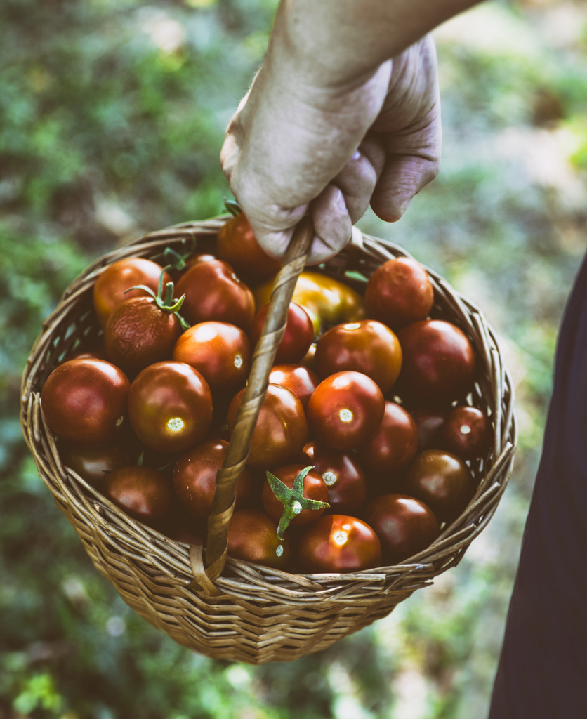 frisch geerntete Tomaten - Foto, Bild