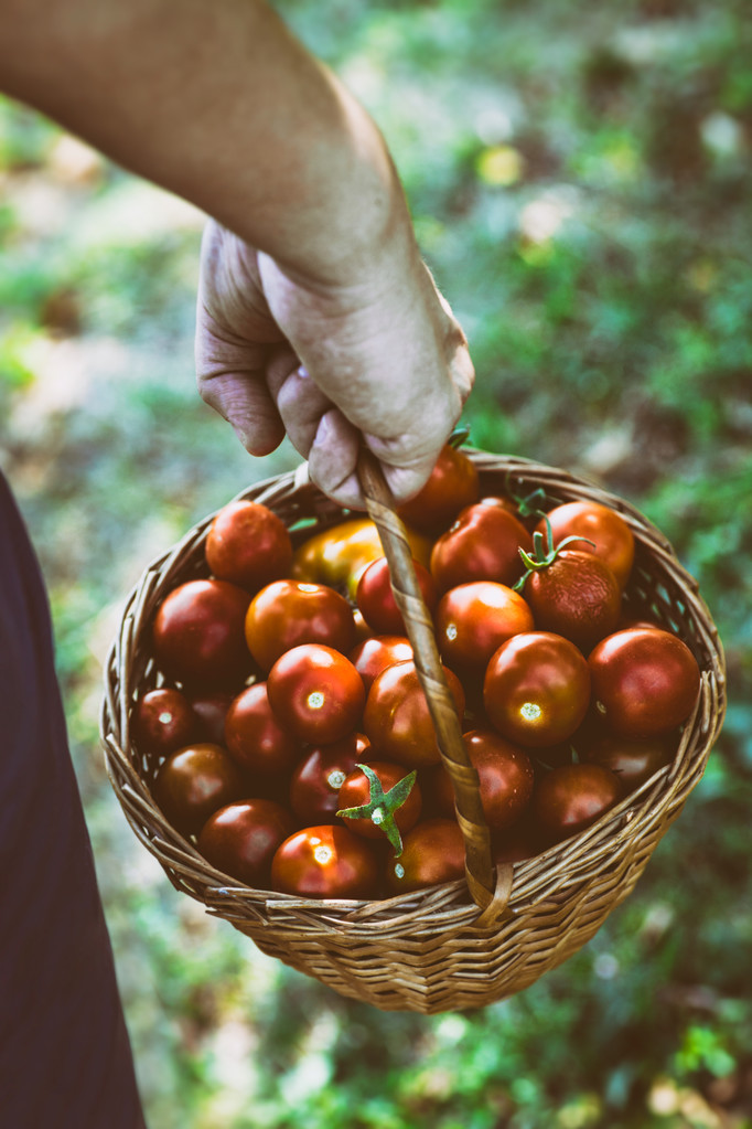 Tomates recién cosechados
 - Foto, Imagen