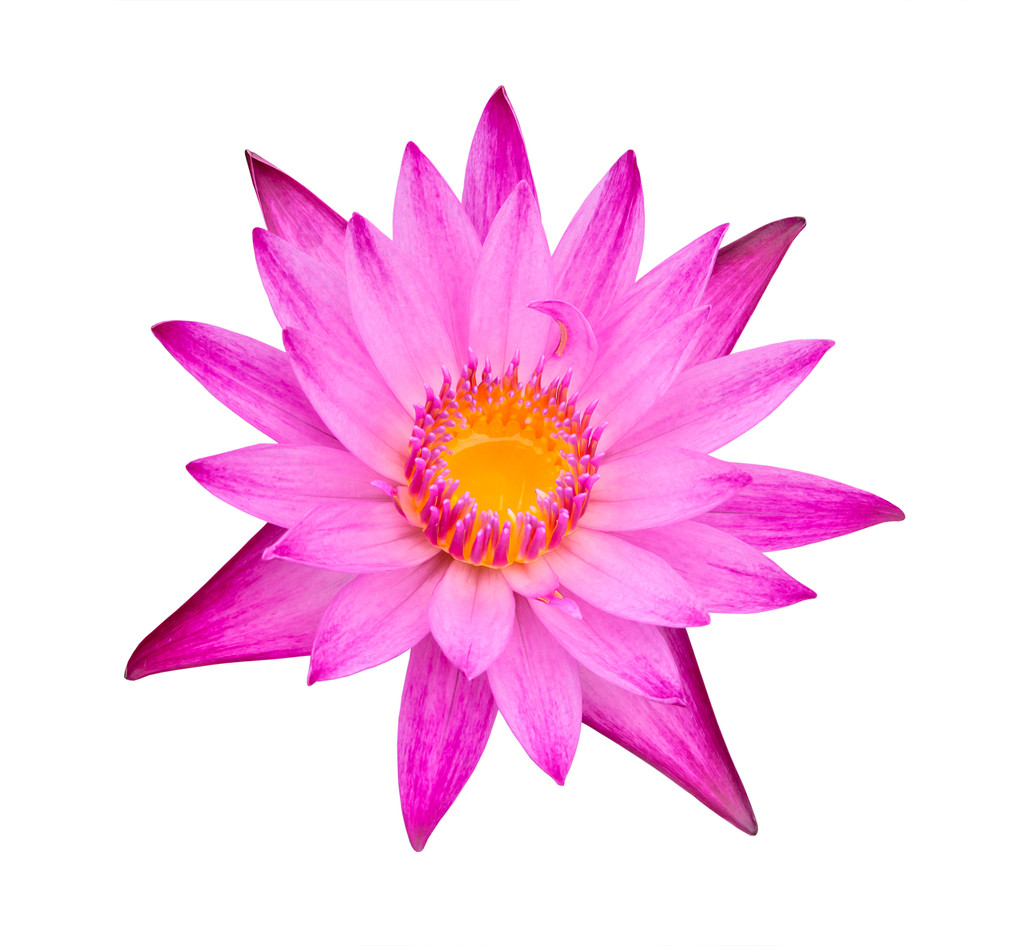 Pink water lily isolated - Foto, afbeelding