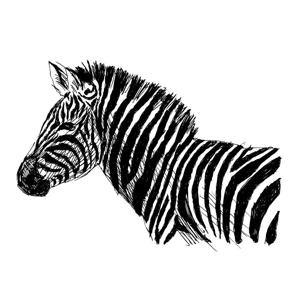 Esboço de mão lado zebra
 - Vetor, Imagem
